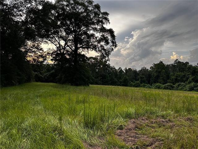0 John Jones Road Franklinton, LA 70438 - Photo 4 of 5 Gallery Image 4