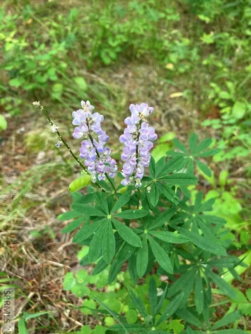 $120,000 | Tbd Tbd Annies Landing, Ashton, ID 83420