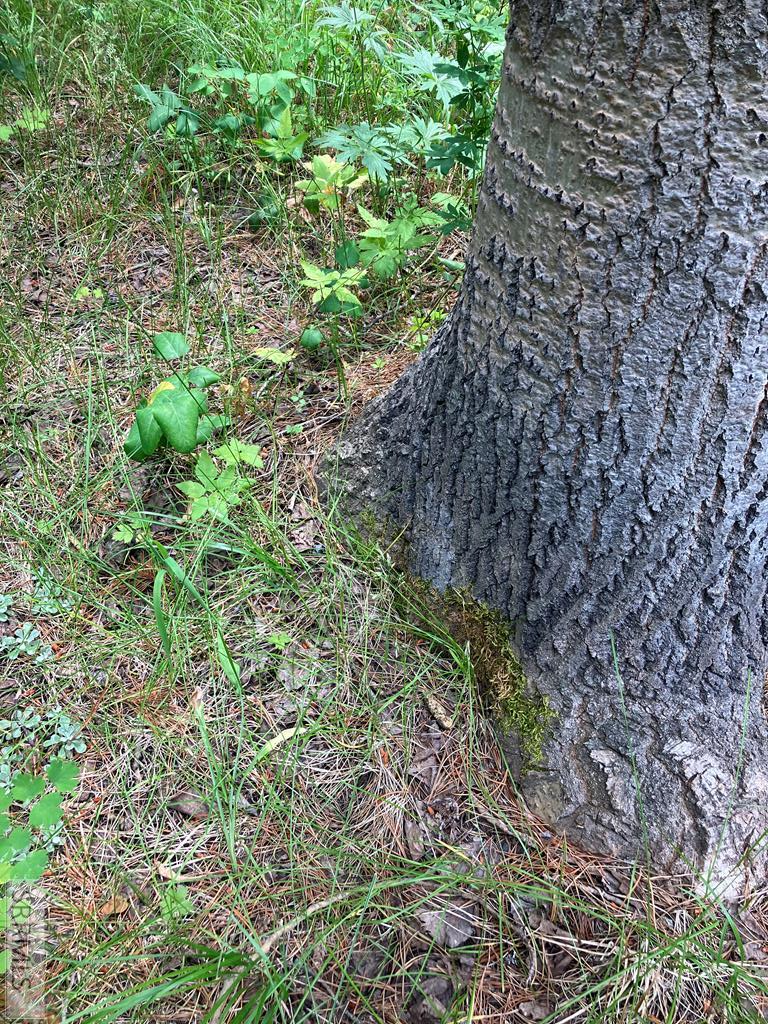 Tbd Tbd Annies Landing Ashton, ID 83420 - Photo 10 of 40