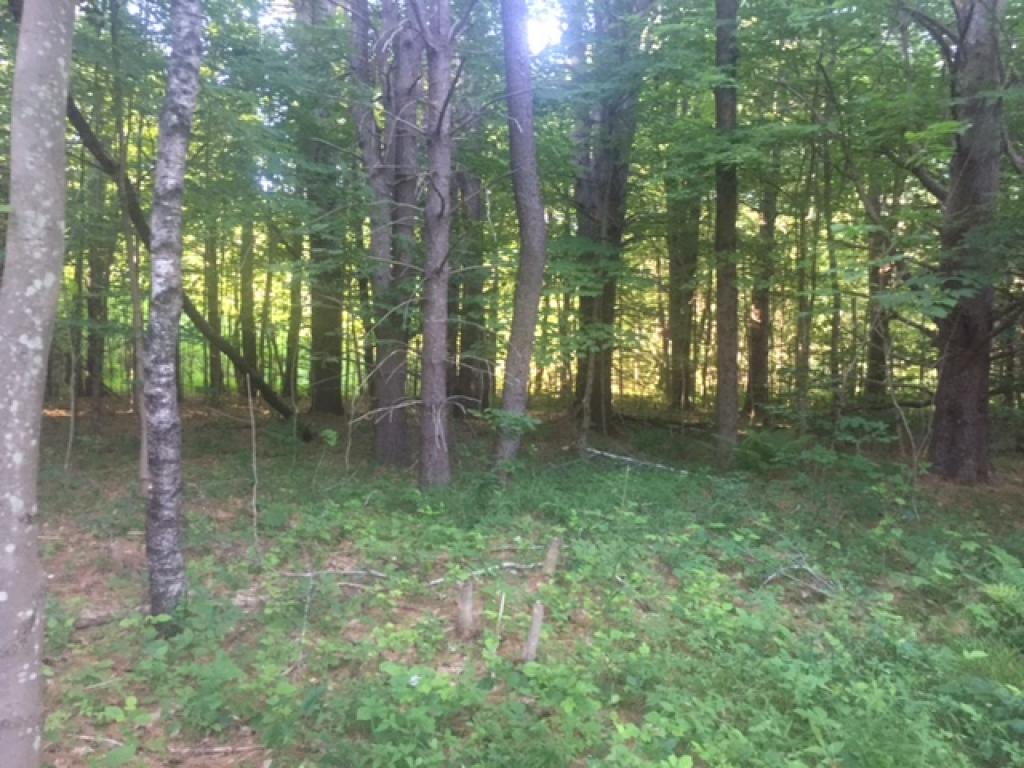 Lot 23 Straits Road New Hampton, NH 03256 - Photo 3 of 13