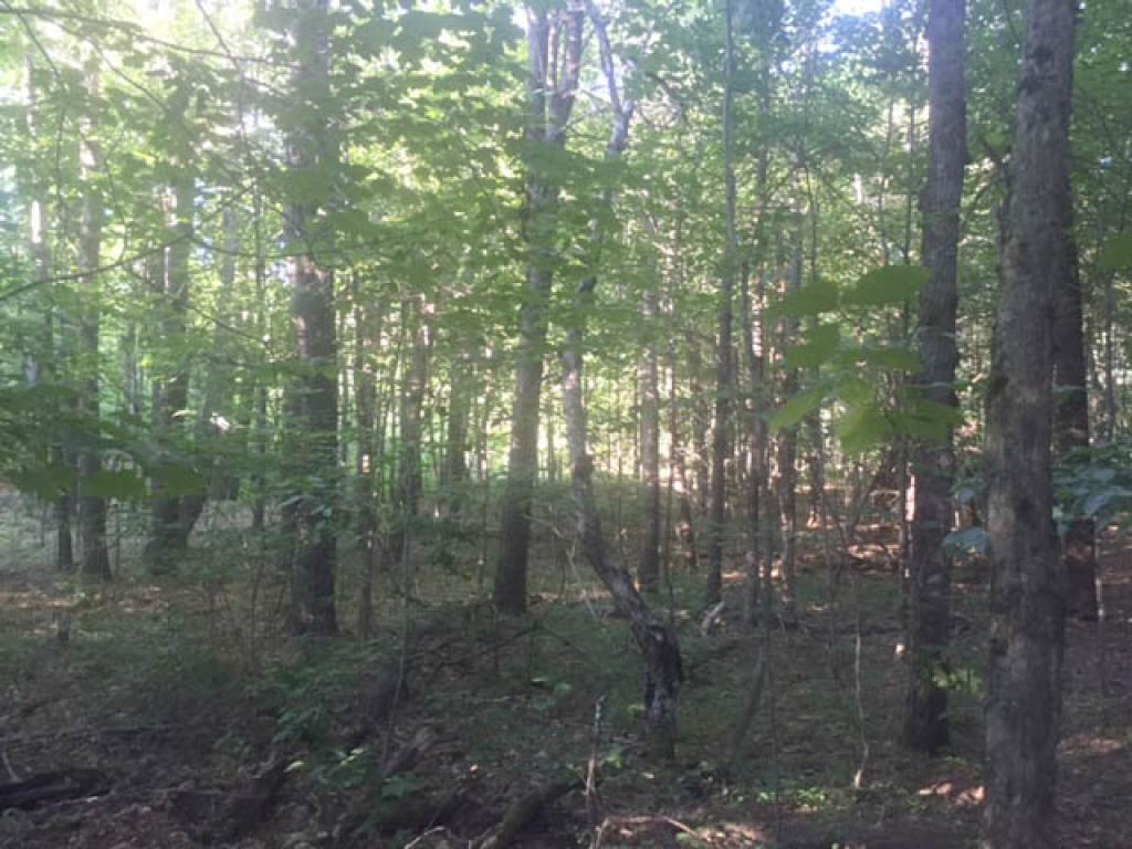 Lot 23 Straits Road New Hampton, NH 03256 - Photo 5 of 13