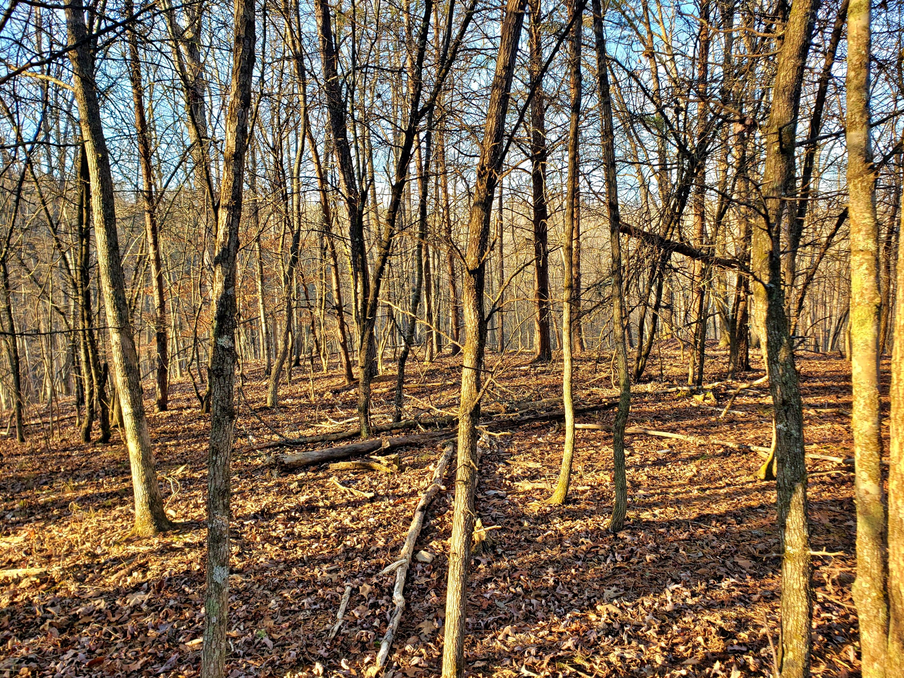 Lot 5 Branham Road Ten Mile, TN 37880 - Photo 8 of 13 20210224_170858