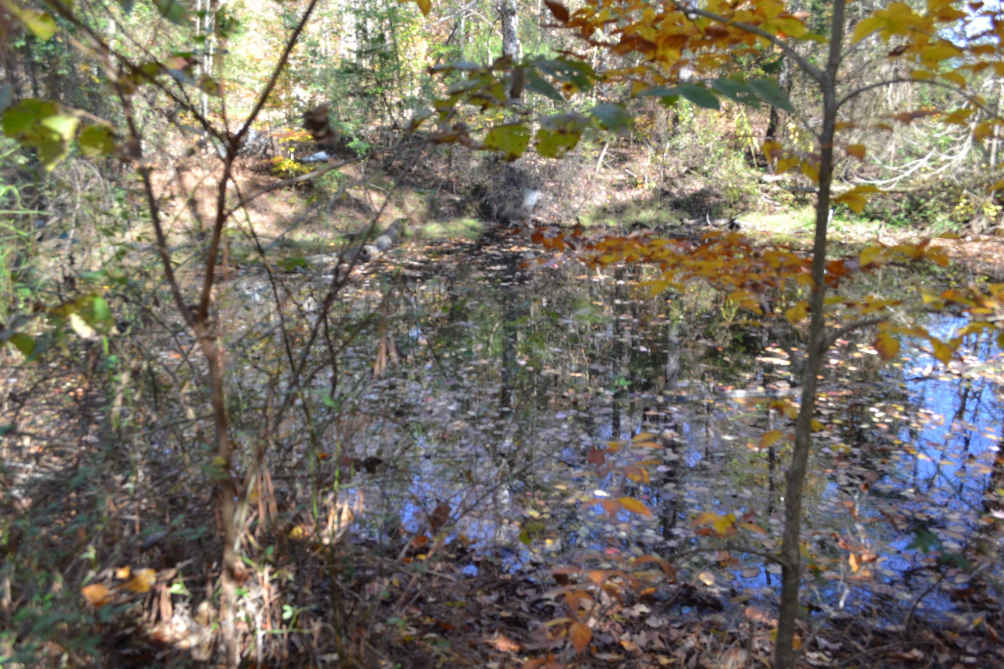 0 Whitson Hollow Road Red Boiling Springs, TN 37150 - Photo 11 of 57