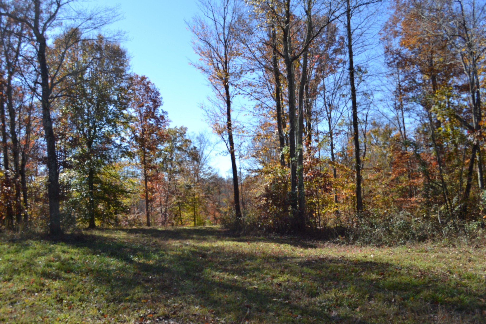 0 Whitson Hollow Road Red Boiling Springs, TN 37150 - Photo 20 of 57