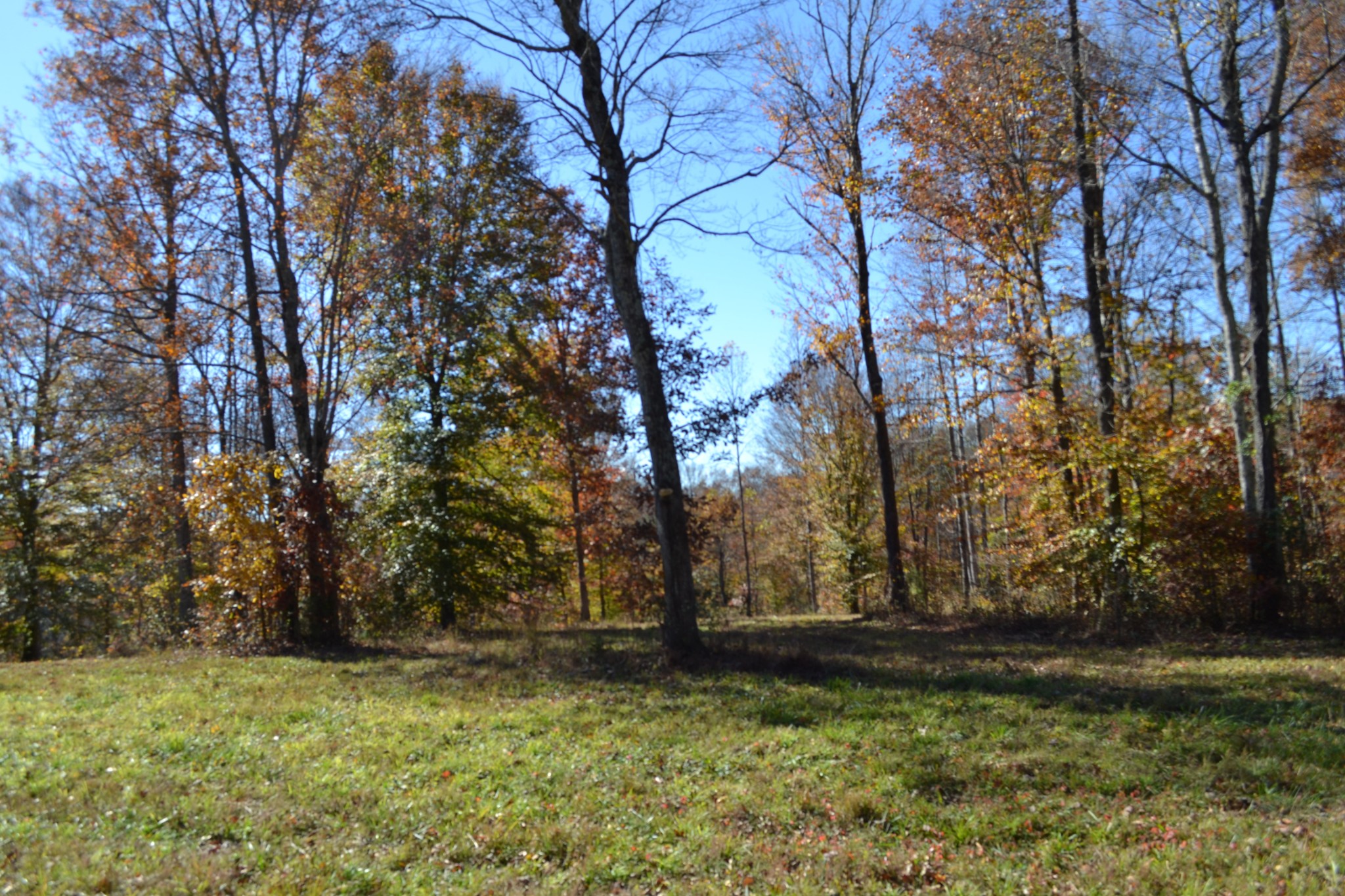 0 Whitson Hollow Road Red Boiling Springs, TN 37150 - Photo 21 of 57