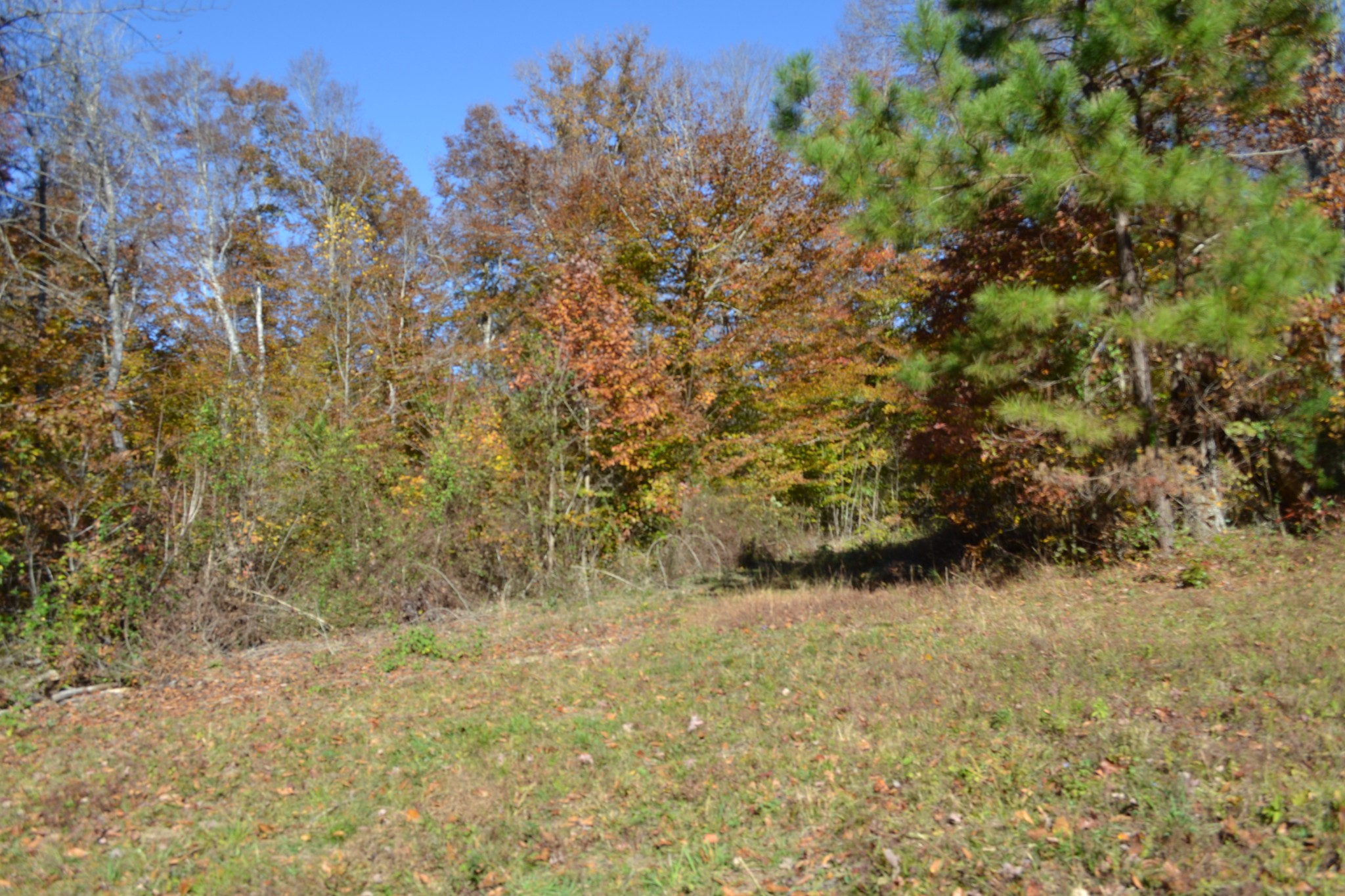 0 Whitson Hollow Road Red Boiling Springs, TN 37150 - Photo 27 of 57