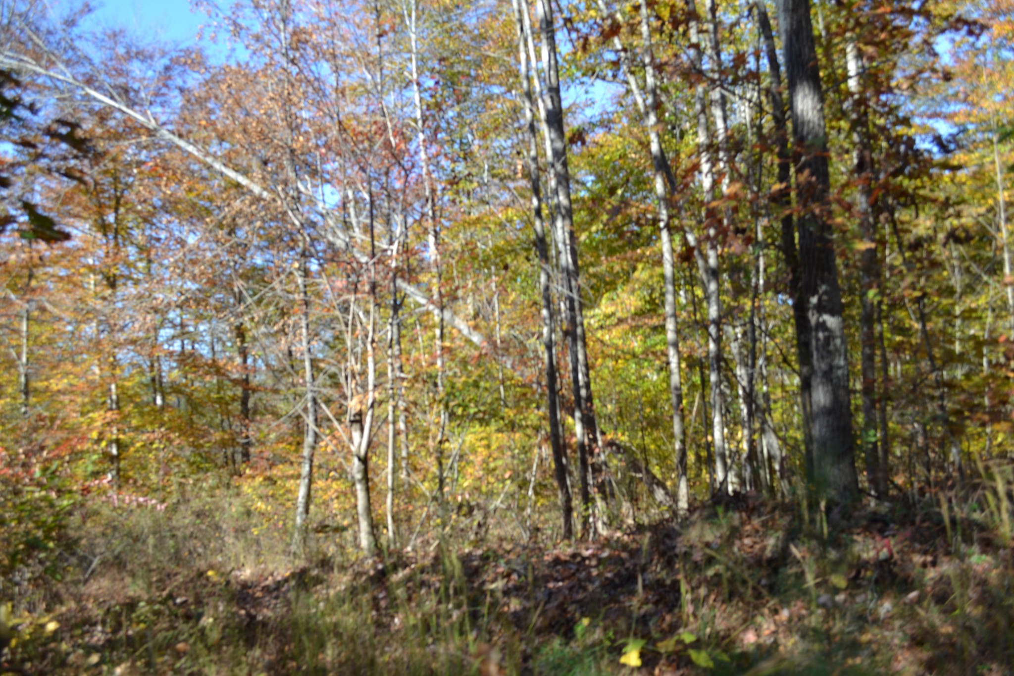 0 Whitson Hollow Road Red Boiling Springs, TN 37150 - Photo 30 of 57