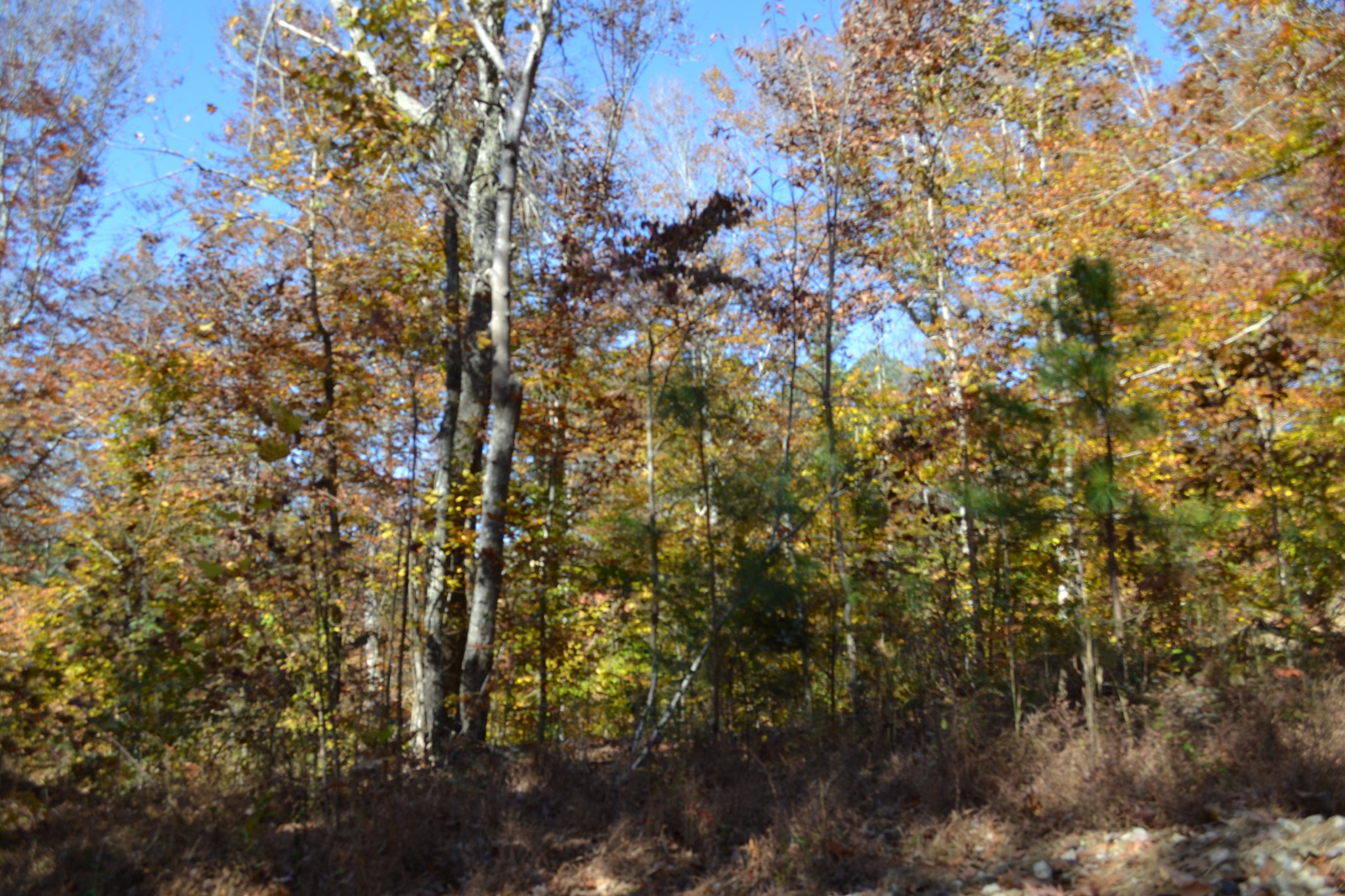 0 Whitson Hollow Road Red Boiling Springs, TN 37150 - Photo 33 of 57