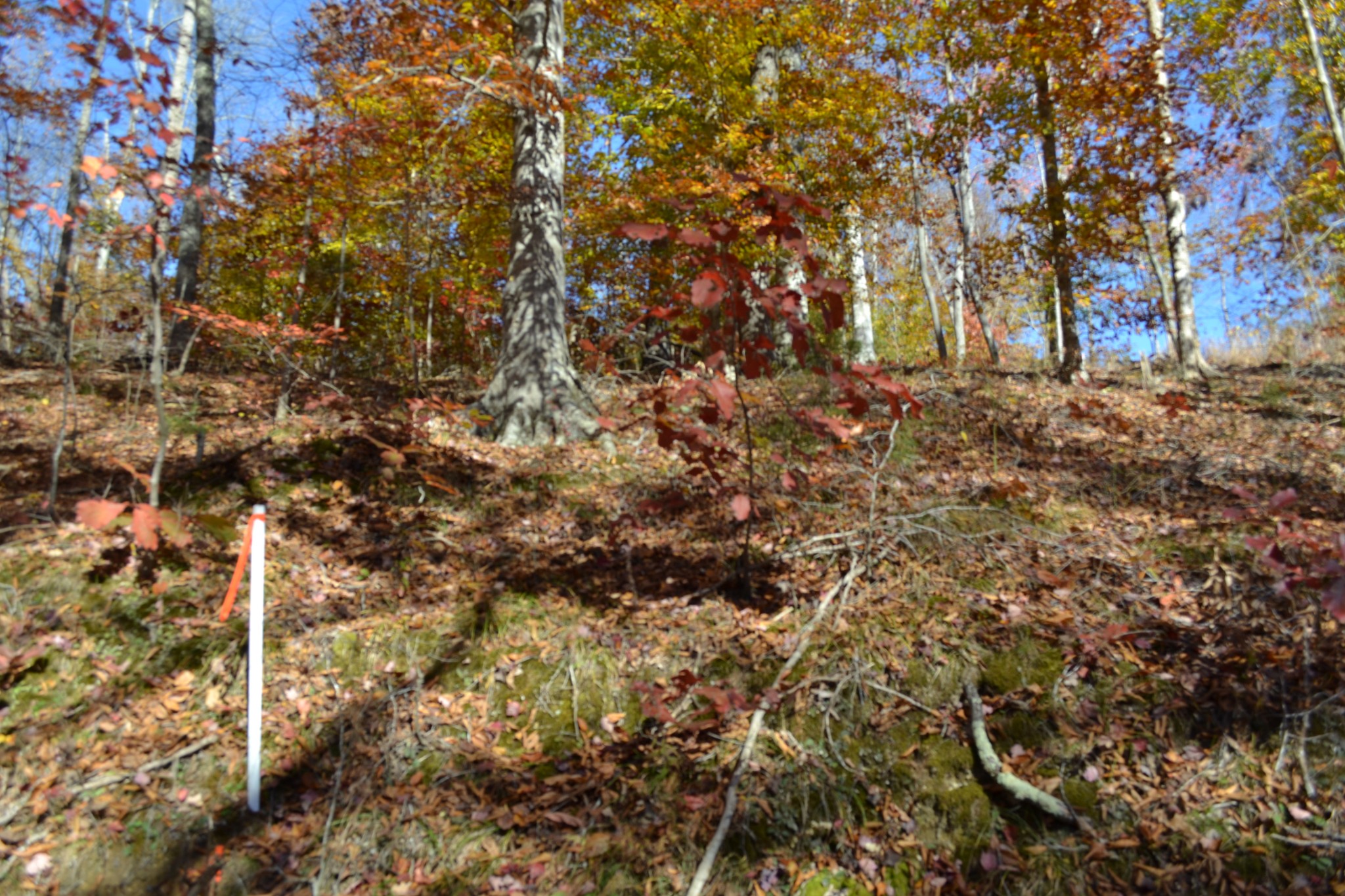 0 Whitson Hollow Road Red Boiling Springs, TN 37150 - Photo 35 of 57