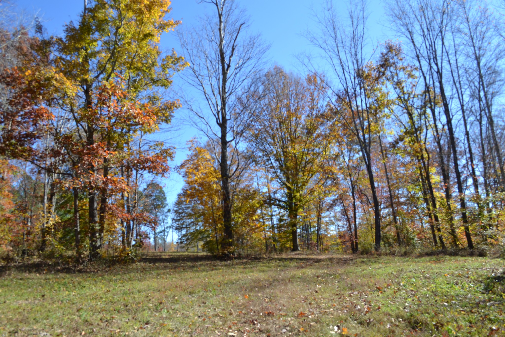 0 Whitson Hollow Road Red Boiling Springs, TN 37150 - Photo 38 of 57