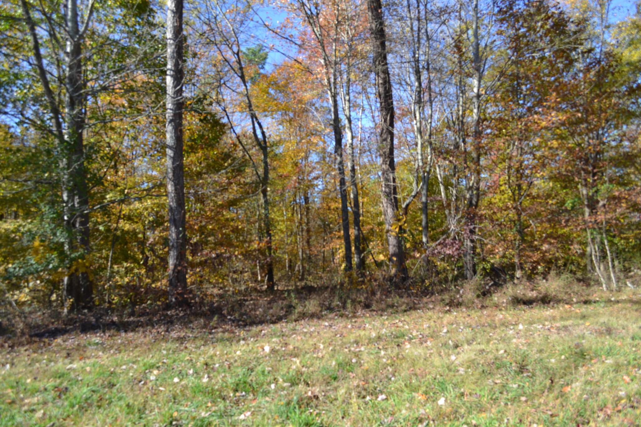 0 Whitson Hollow Road Red Boiling Springs, TN 37150 - Photo 4 of 57