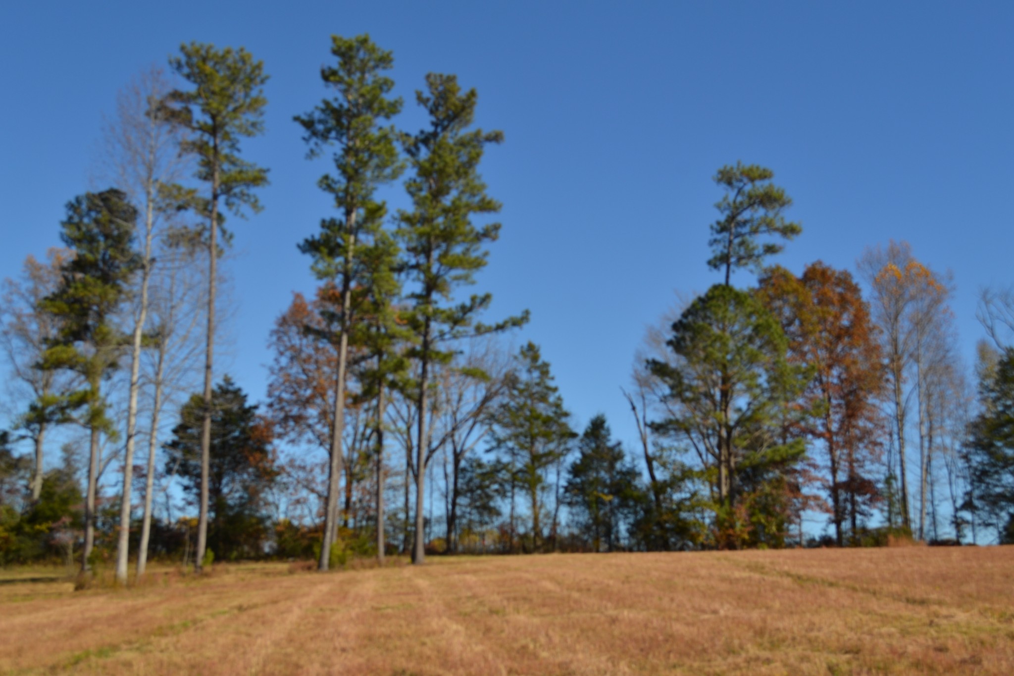0 Whitson Hollow Road Red Boiling Springs, TN 37150 - Photo 44 of 57