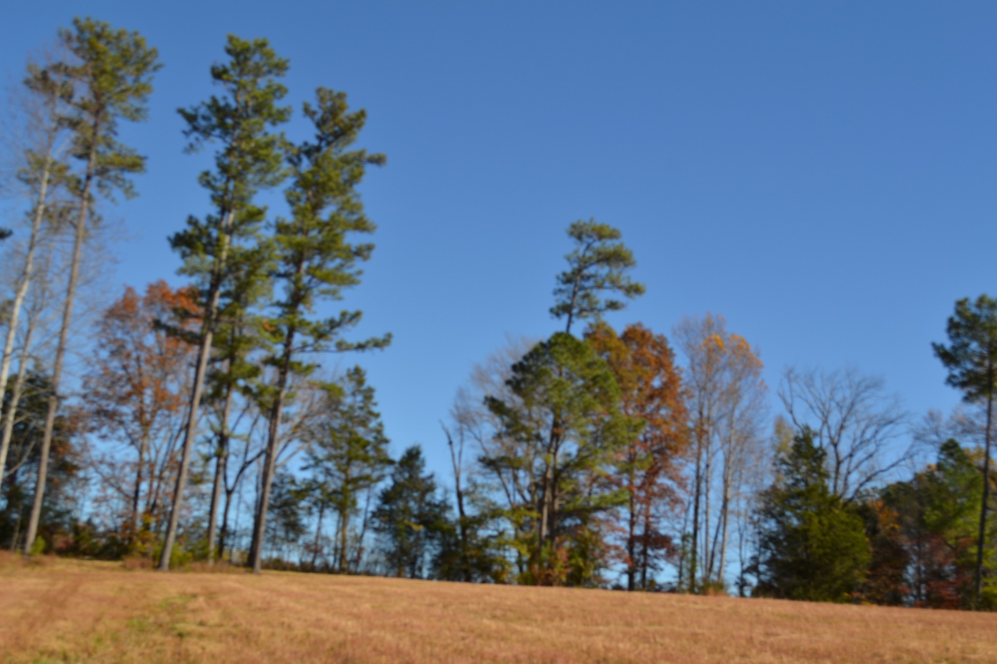 0 Whitson Hollow Road Red Boiling Springs, TN 37150 - Photo 45 of 57