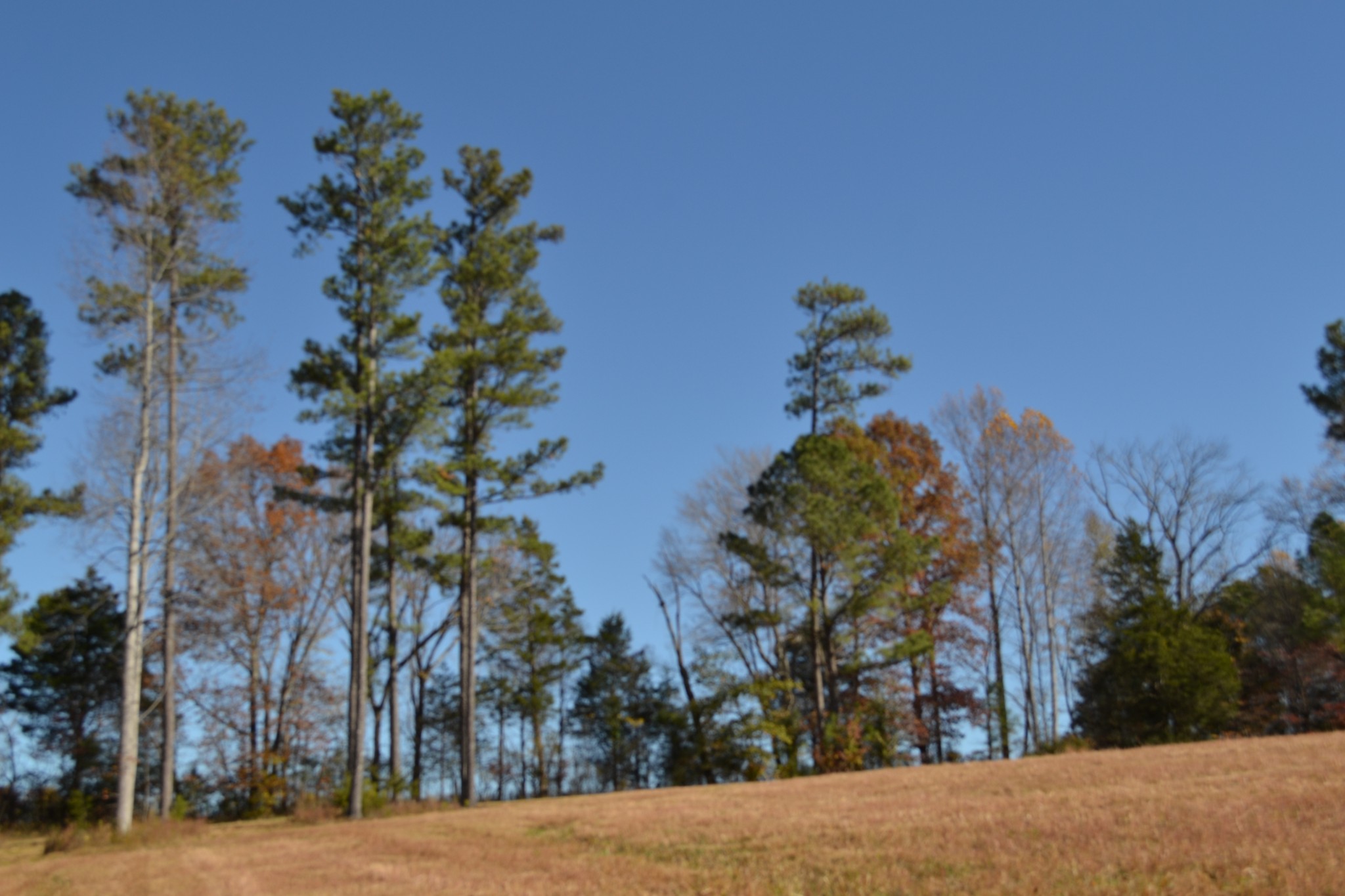 0 Whitson Hollow Road Red Boiling Springs, TN 37150 - Photo 46 of 57