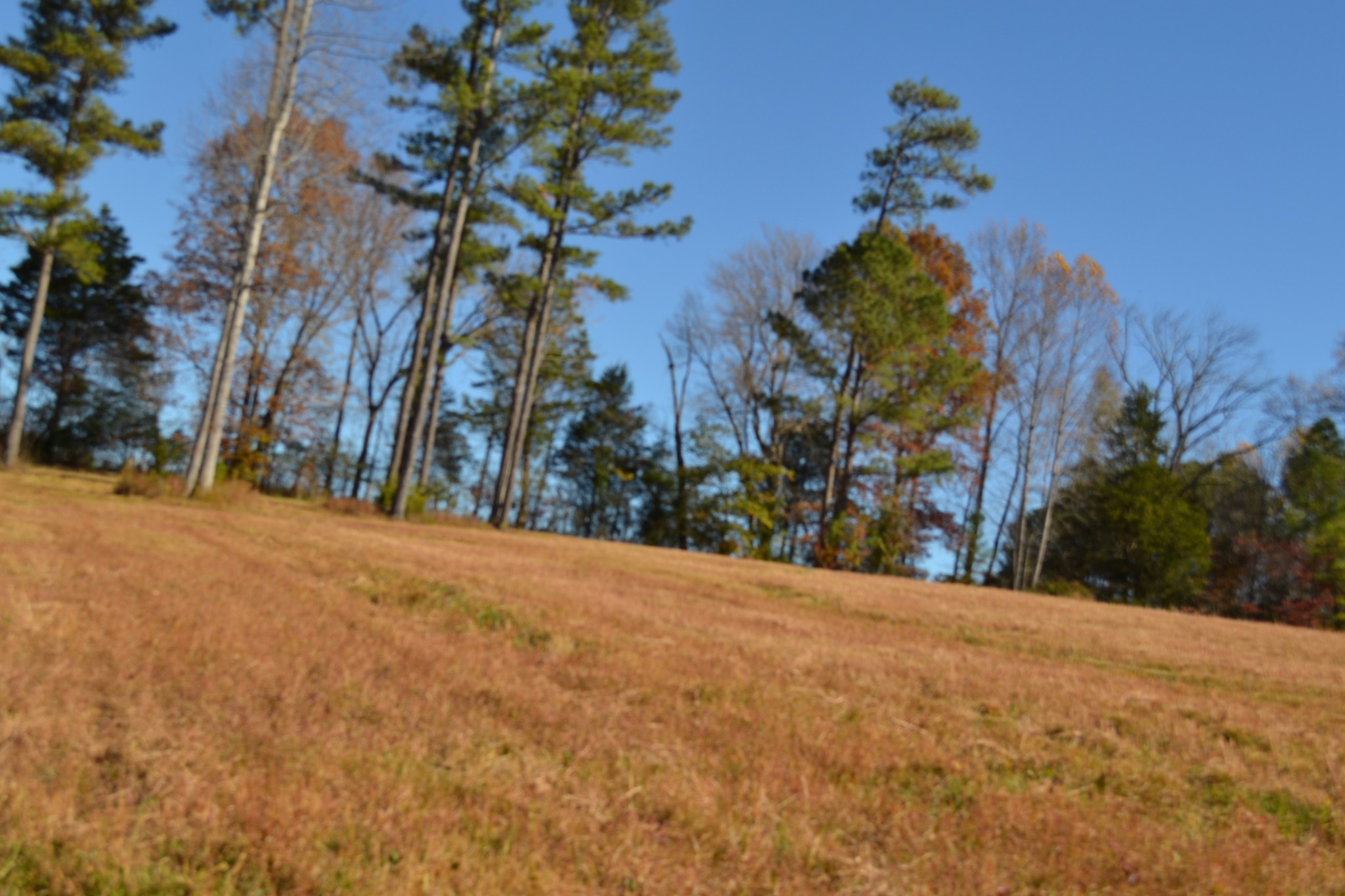 0 Whitson Hollow Road Red Boiling Springs, TN 37150 - Photo 47 of 57