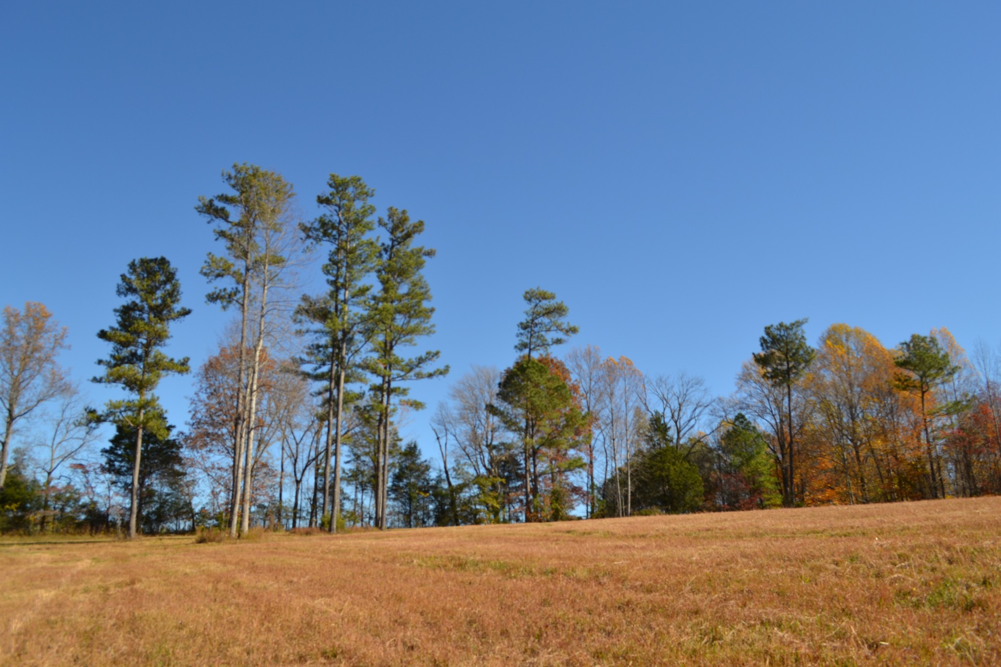 0 Whitson Hollow Road Red Boiling Springs, TN 37150 - Photo 48 of 57