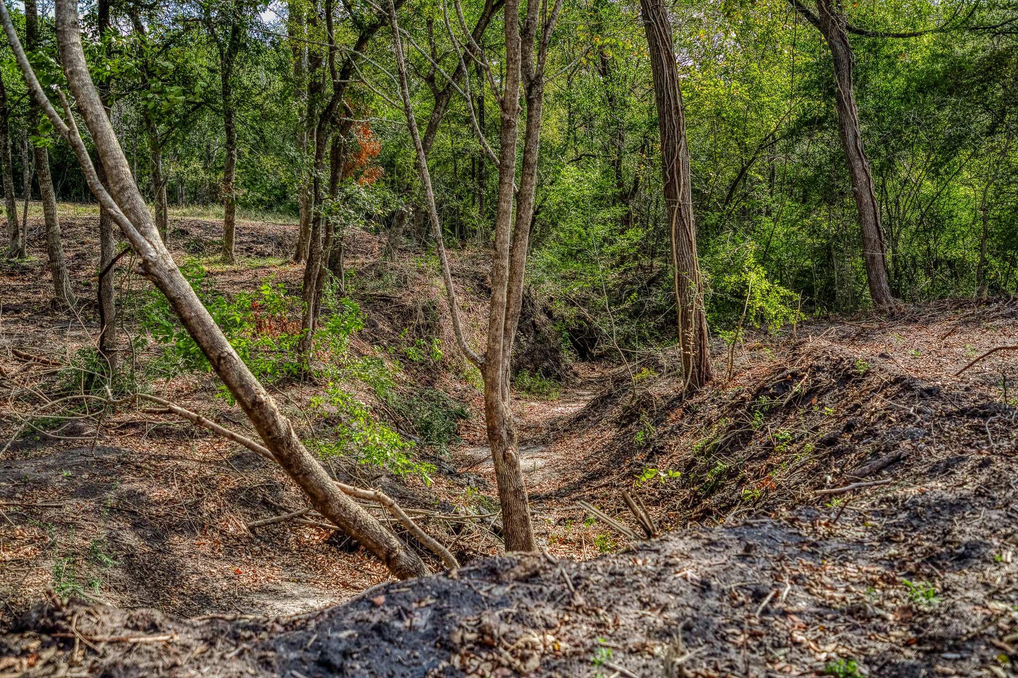 5 Sun Oil Road Brenham, TX 77833 - Photo 11 of 28 a view of a forest