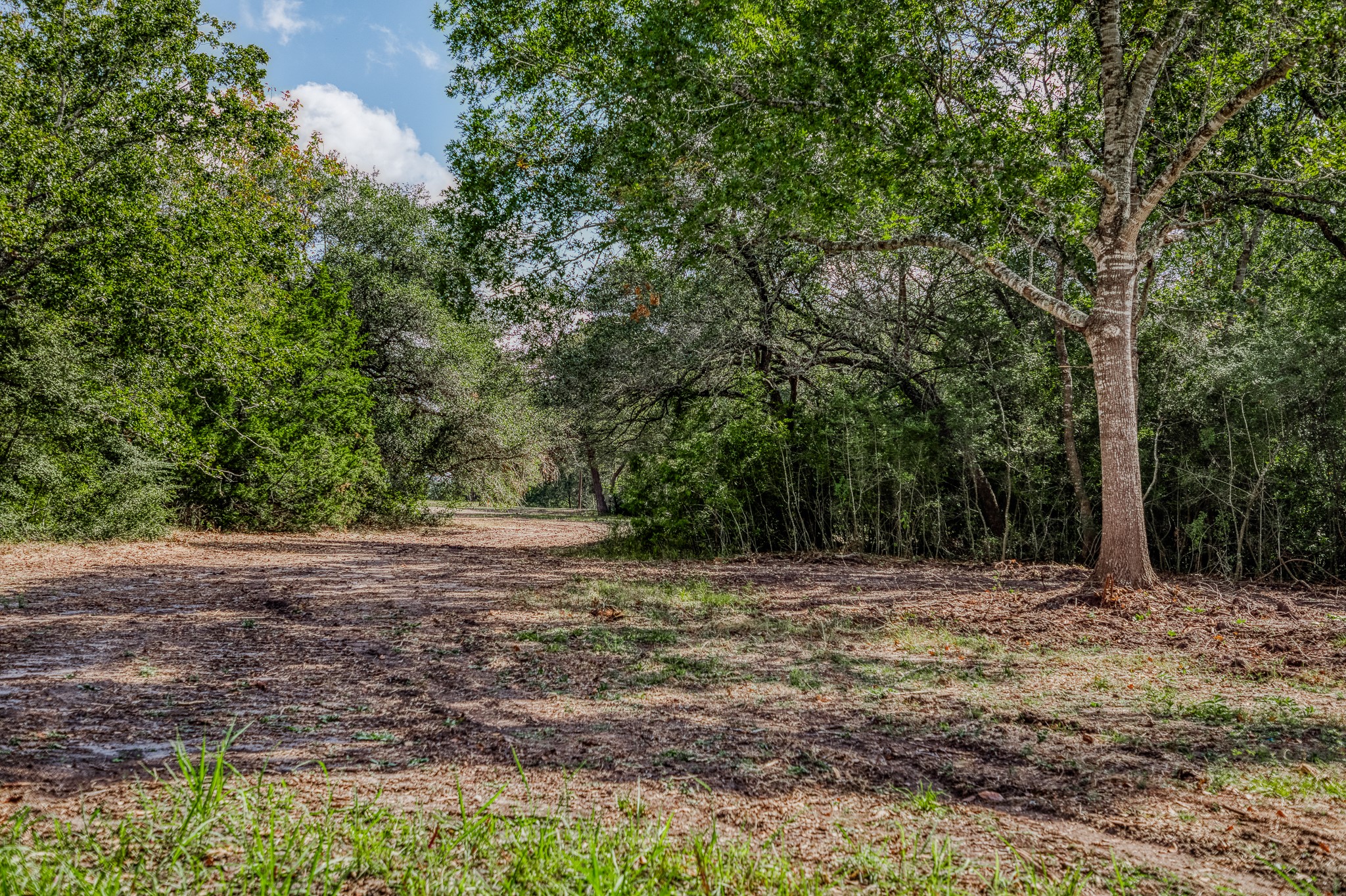 5 Sun Oil Road Brenham, TX 77833 - Photo 4 of 28 a view of outdoor space with trees