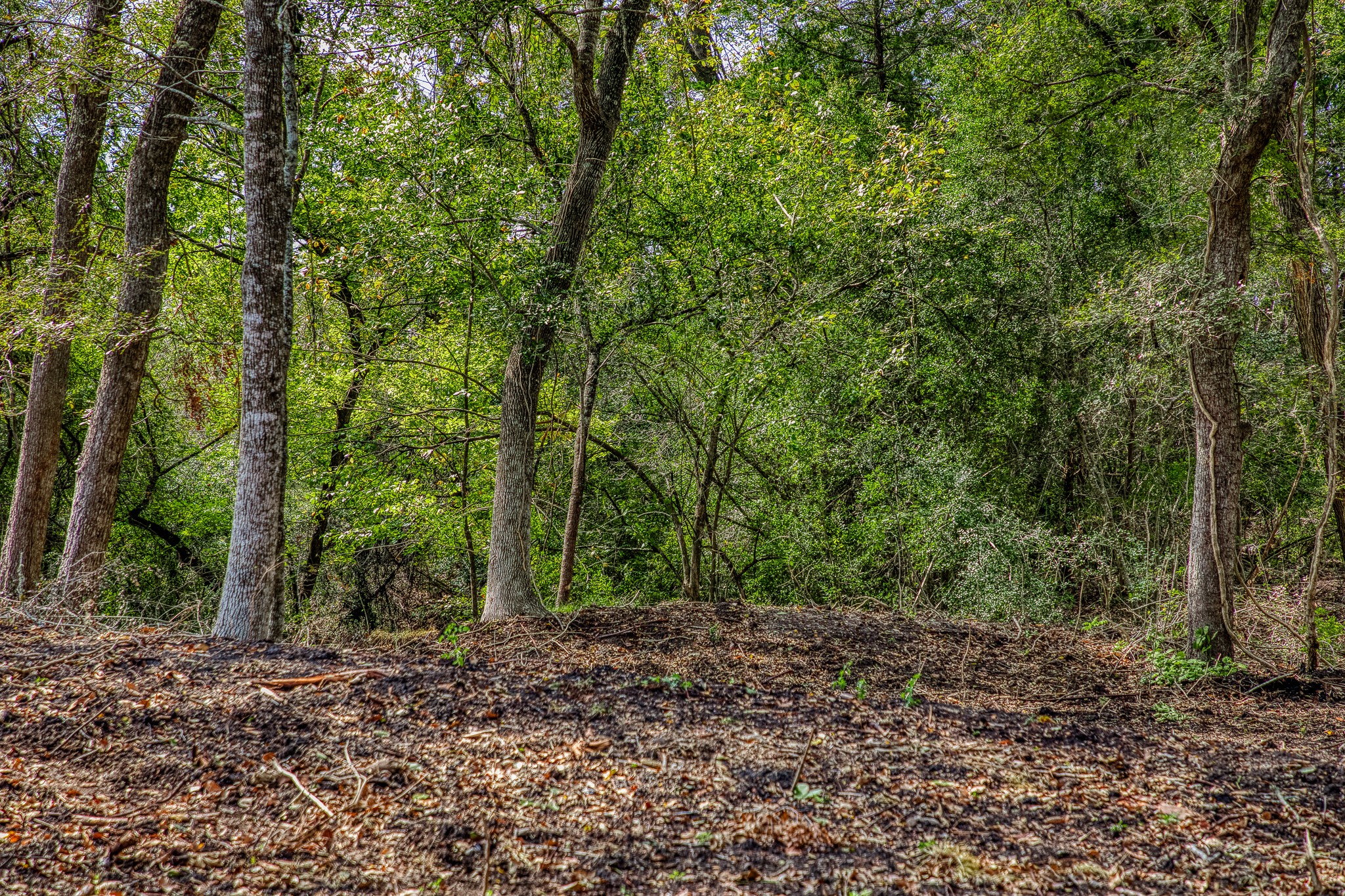 5 Sun Oil Road Brenham, TX 77833 - Photo 7 of 28 a view of outdoor space and trees