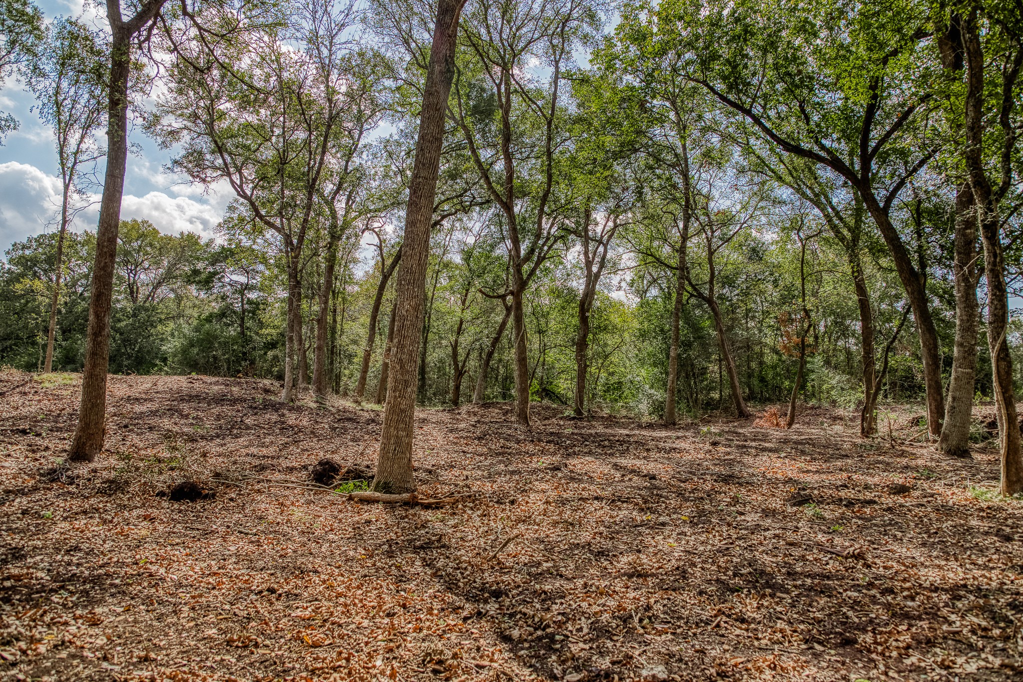 5 Sun Oil Road Brenham, TX 77833 - Photo 8 of 28 a view of a forest with trees in the background