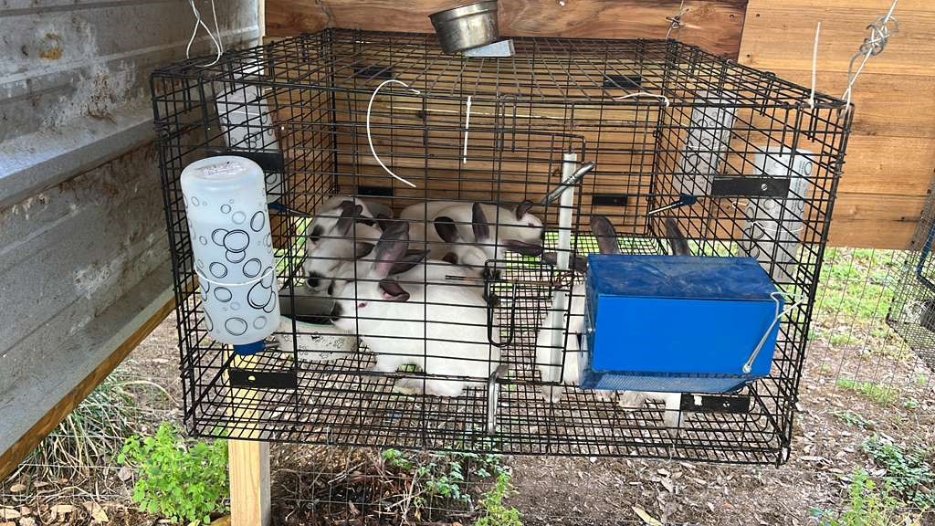 12625 Padon Road Needville, TX 77461 - Photo 46 of 50 Ideal setup for raising animals, perfect for FFA or 4-H projects with well-equipped spaces designed for student learning and care.