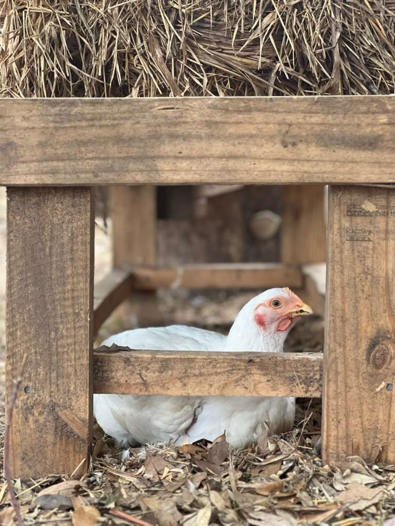 12625 Padon Road Needville, TX 77461 - Photo 48 of 50 Chicken coop with nesting boxes designed for easy egg collection—perfect for enjoying fresh, farm-to-table eggs right from your own backyard.