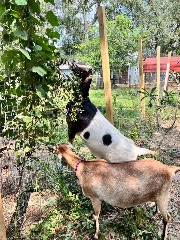 12625 Padon Road Needville, TX 77461 - Photo 49 of 50 Perfect for farm living with space to raise goats and other animals, offering a true homestead lifestyle with room to grow and enjoy nature.
