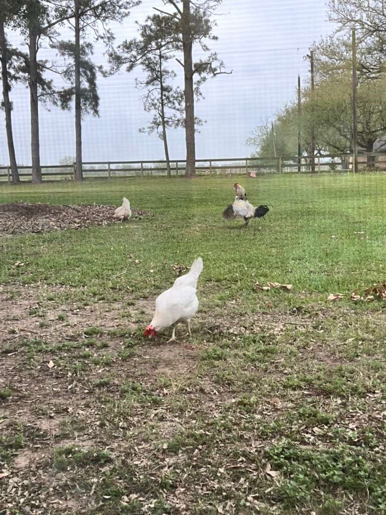 12625 Padon Road Needville, TX 77461 - Photo 50 of 50 Fully fenced acreage offering true farm living with open space for animals, all while being conveniently close to the city.