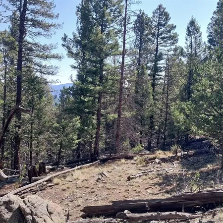 a view of a forest with trees