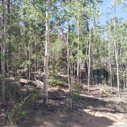 a view of a dry yard with trees