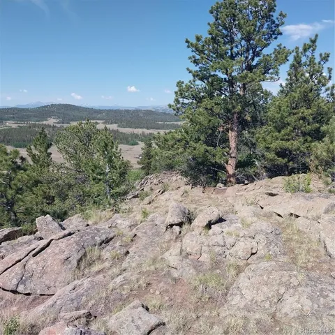 a view of a dry yard with trees