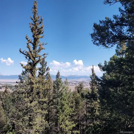 a view of a tree in a yard