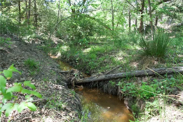 a view of a lush green forest