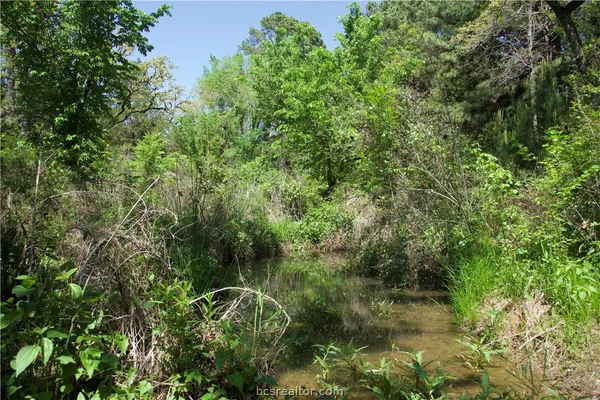 a view of a garden with a tree