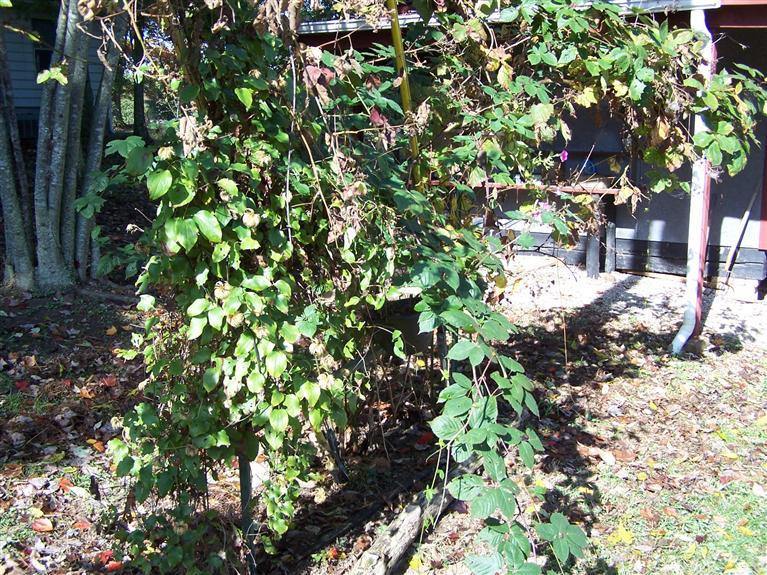 190 Henry White Road Irvine, KY 40336 - Photo 37 of 55 Photo 37