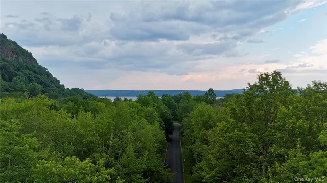 a view of a big yard with plants and a large tree