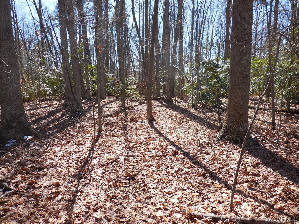 0 Waddy Drive Louisa, VA 23093 - Photo 4 of 9 a view of a forest filled with trees