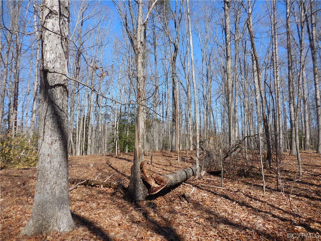 0 Waddy Drive Louisa, VA 23093 - Photo 8 of 9 a view of a backyard with large trees