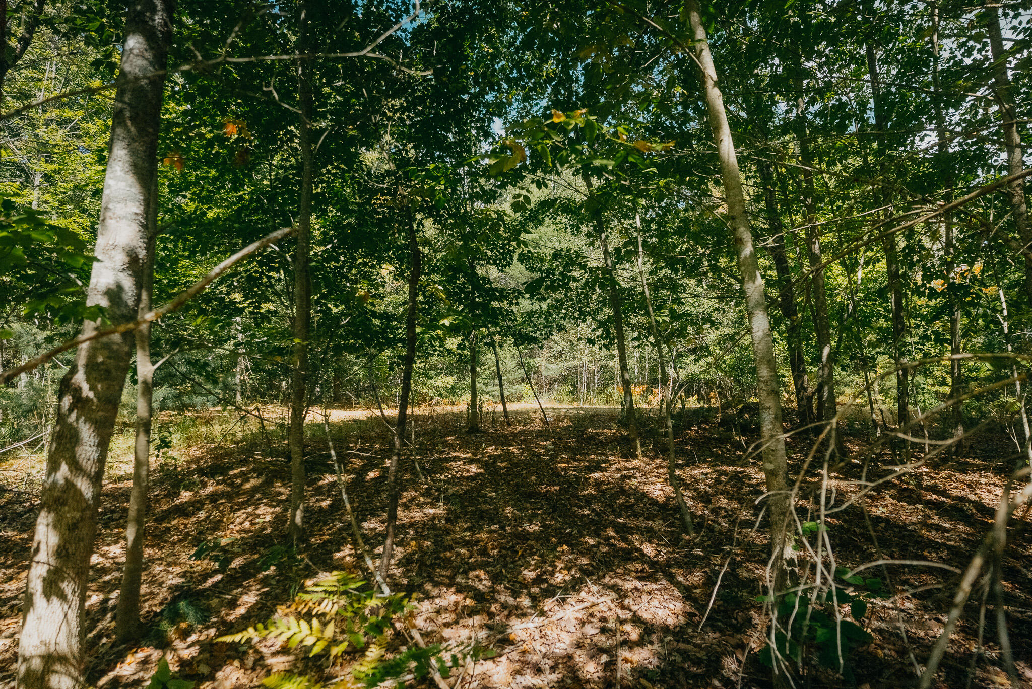 582 Western Avenue Dixmont, ME 04932 - Photo 7 of 8 DSC08167