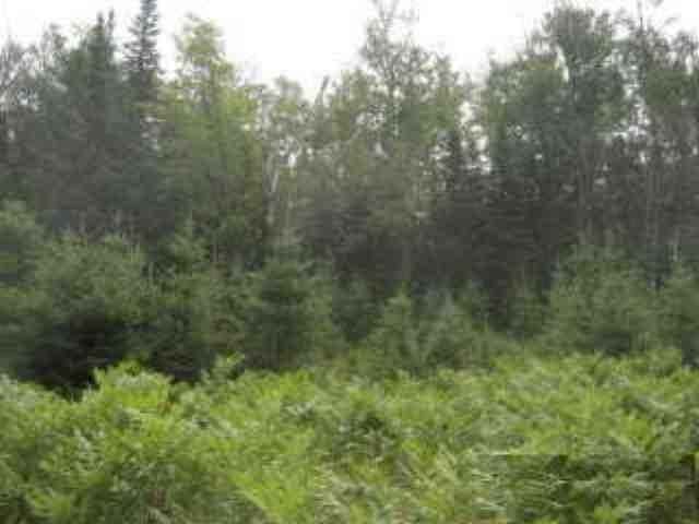 Lot 2 Weber Lake Road Mercer, WI 54547 - Photo 6 of 10 Gallery Image 6