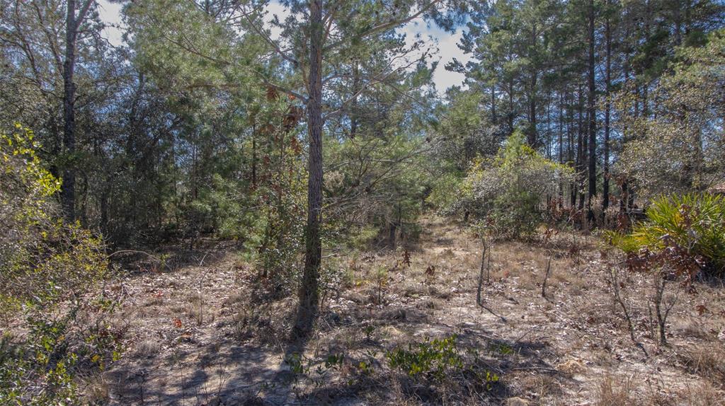 5851 Hillridge Road Keystone Heights, FL 32656 - Photo 9 of 11 a view of a forest with trees in the background