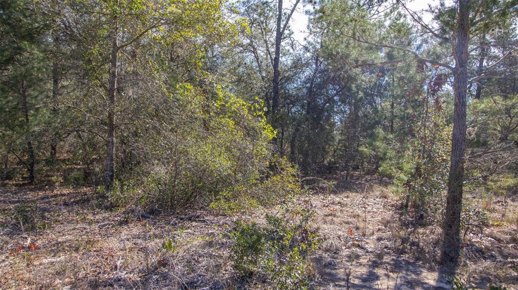 5851 Hillridge Road Keystone Heights, FL 32656 - Photo 10 of 11 a view of a forest with trees in the background