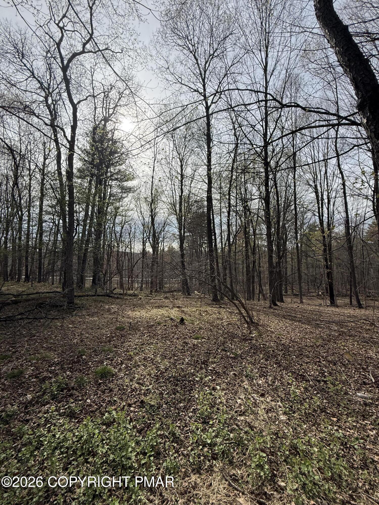Thomas Road Blakeslee, PA 18610 - Photo 17 of 18 a view of a yard with trees