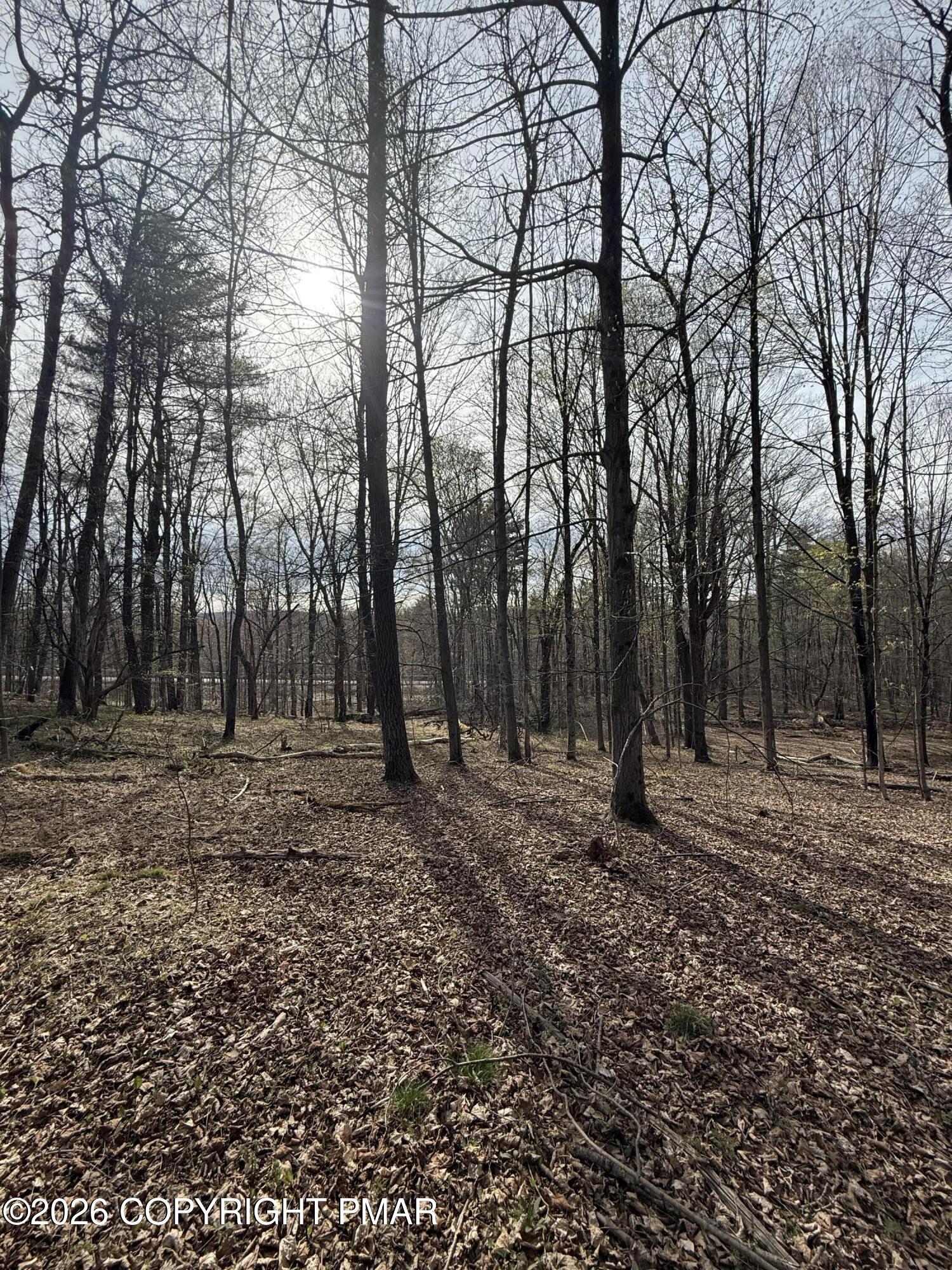 Thomas Road Blakeslee, PA 18610 - Photo 8 of 18 a view of a forest with trees in the background