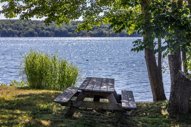 a view of a yard with plants and a tree