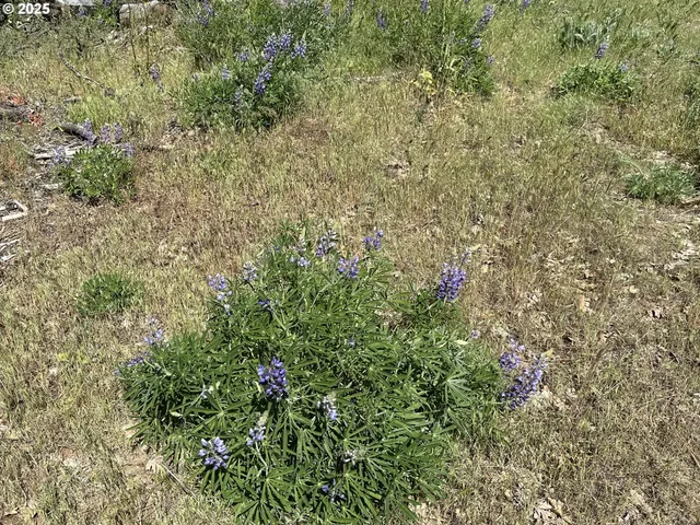 $114,000 | D Pine, Unit 1, Goldendale, WA 98620