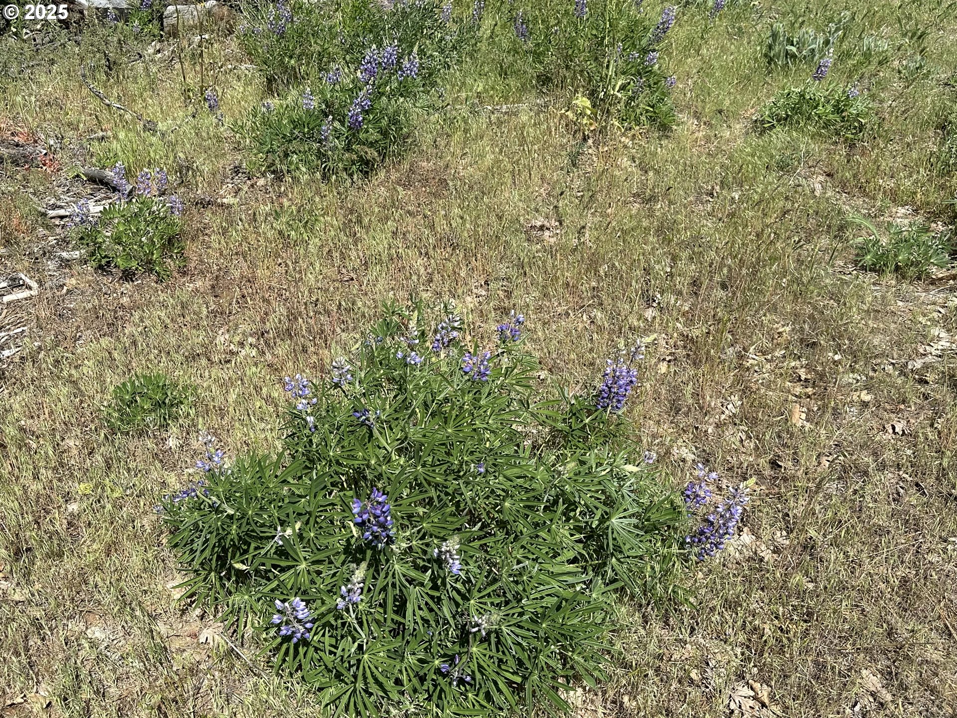 D Pine, Unit 1 Goldendale, WA 98620 - Photo 2 of 6