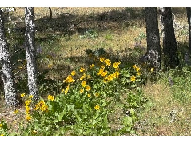 D Pine, Unit 1 Goldendale, WA 98620 - Photo 3 of 6