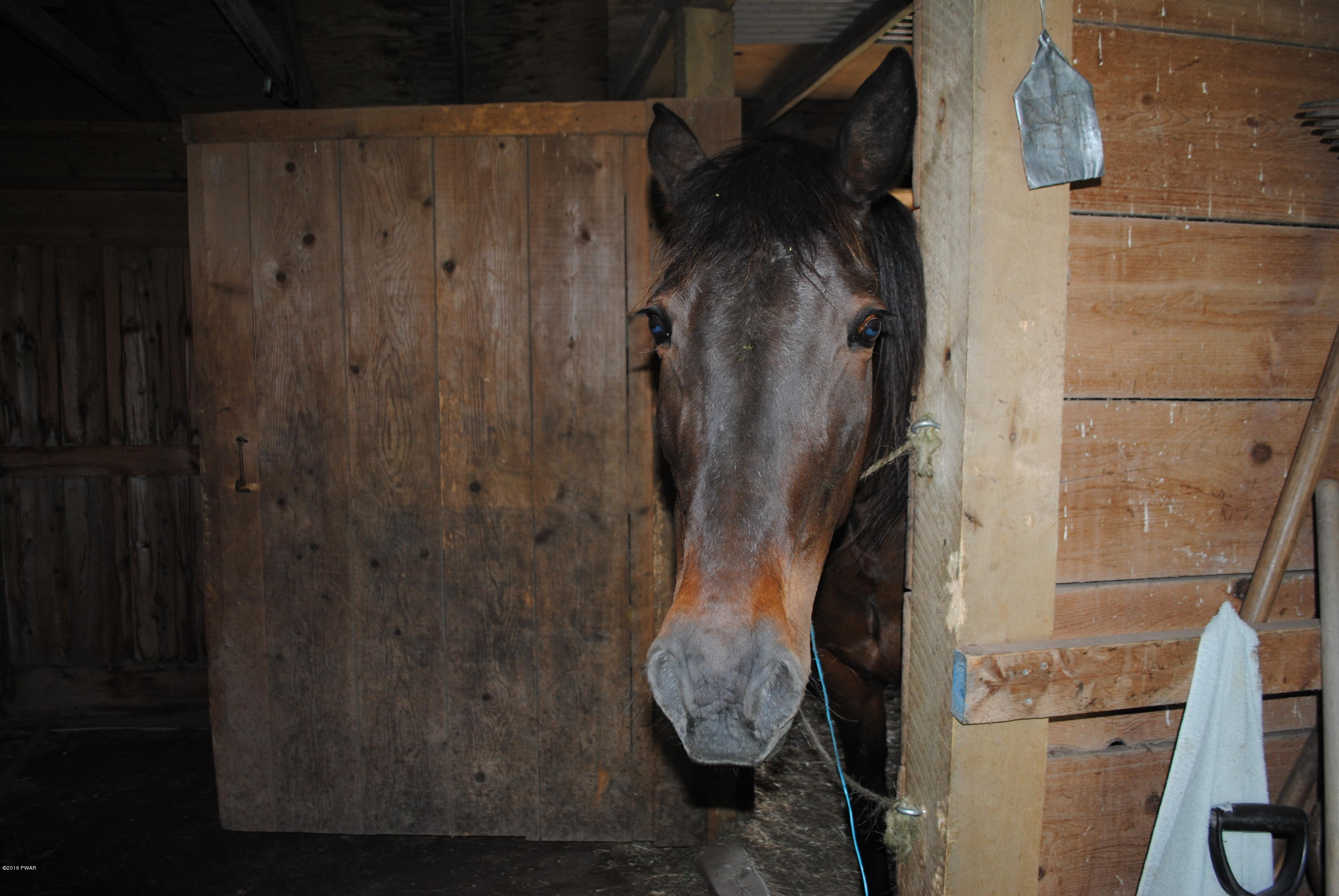 813 Dix Road Pleasant Mount, PA 18453 - Photo 22 of 47 Stall for Horses
