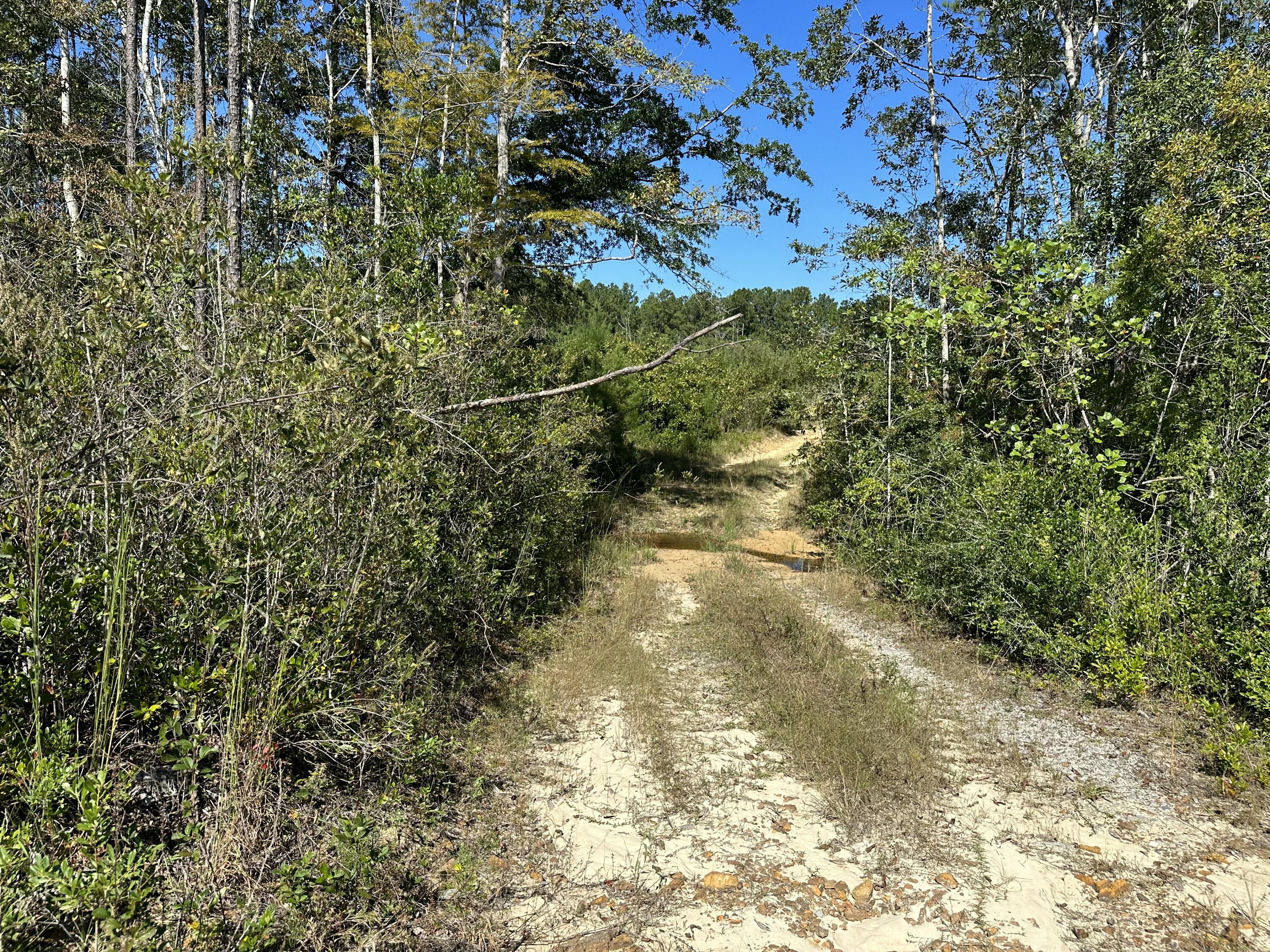 Parcel B Millside Road Laurel Hill, FL 32567 - Photo 3 of 12 a view of a yard